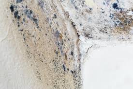 Best Commercial Mold Inspection  in River Ridge, LA